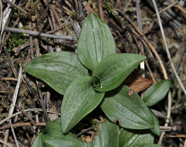 Goodyera repens